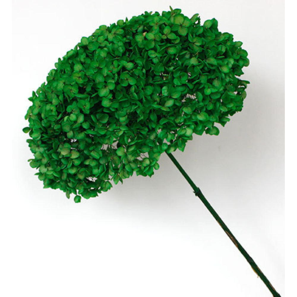 Green Dried Hydrangea | Wholesale Flowers